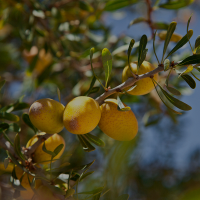 L'argan comme ingrédient de Beauty Secret